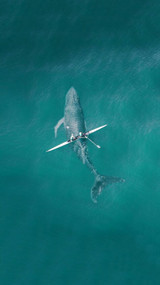 孤鲸